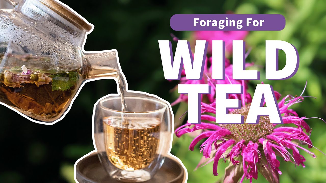 The Ultimate Guide to Foraging Wild Teas: 12 Plants to Try