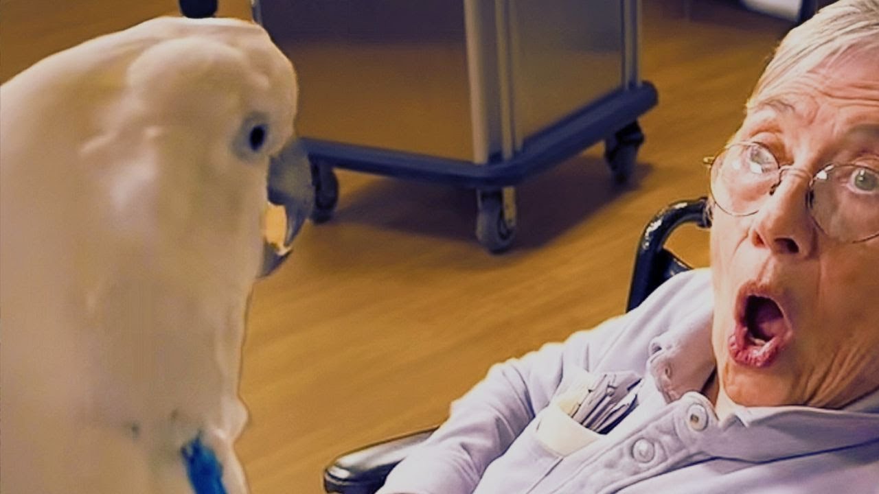 You Won’t Believe What This Cockatoo Does for Grandma