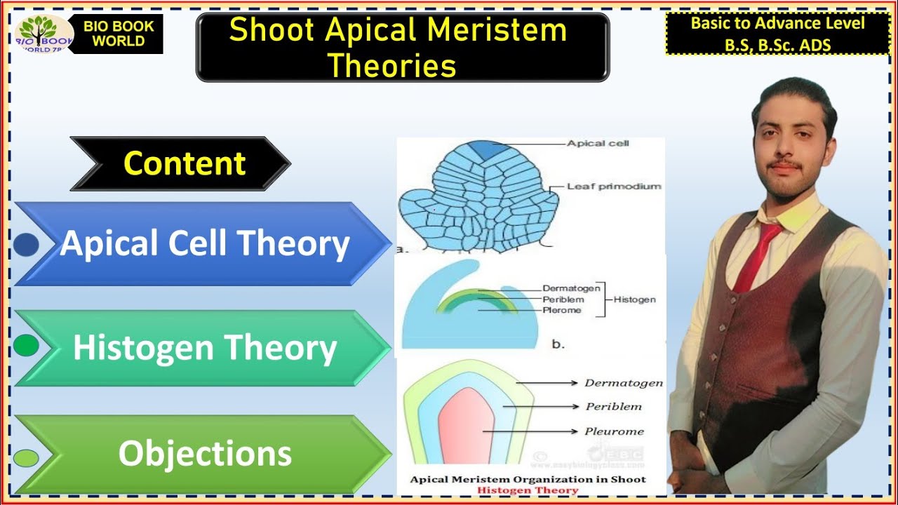 Apical Cell Theory | Histogen Theory | Shoot Apical Meristem Theories | English subtitles