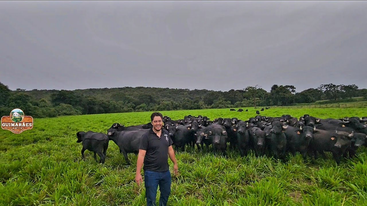 COMO TRABALHAR COM ENGORDA DE BÚFALOS, UMA ATIVIDADE LUCRATIVA E ARTHUR MANO DIZ QUAIS AS VANTAGENS 