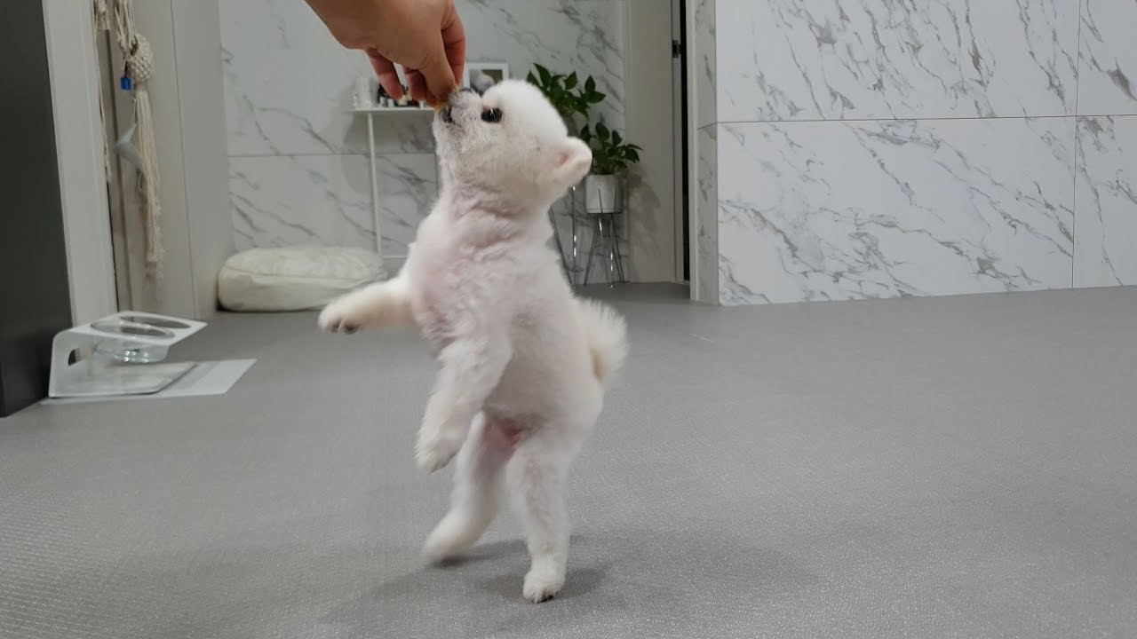 사람 미안하게 만드는 강아지....