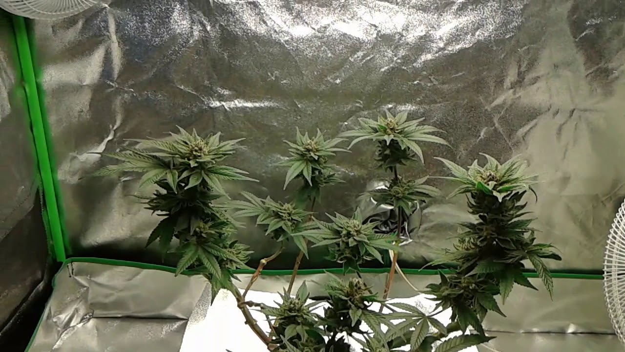 Week 7 Flower T5 Grow