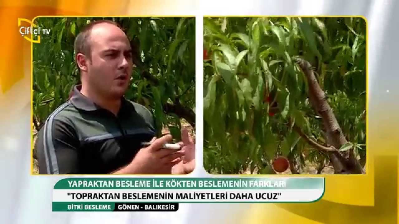 BİTKİ BESLEME - ŞEFTALİ BESLEME PROGRAMI