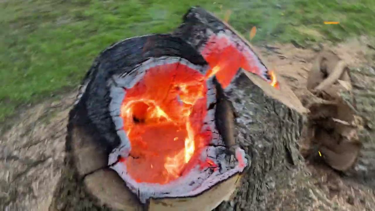Removing a Hollow Tree the fun, easy, and cheap way!! (No Voice Audio)