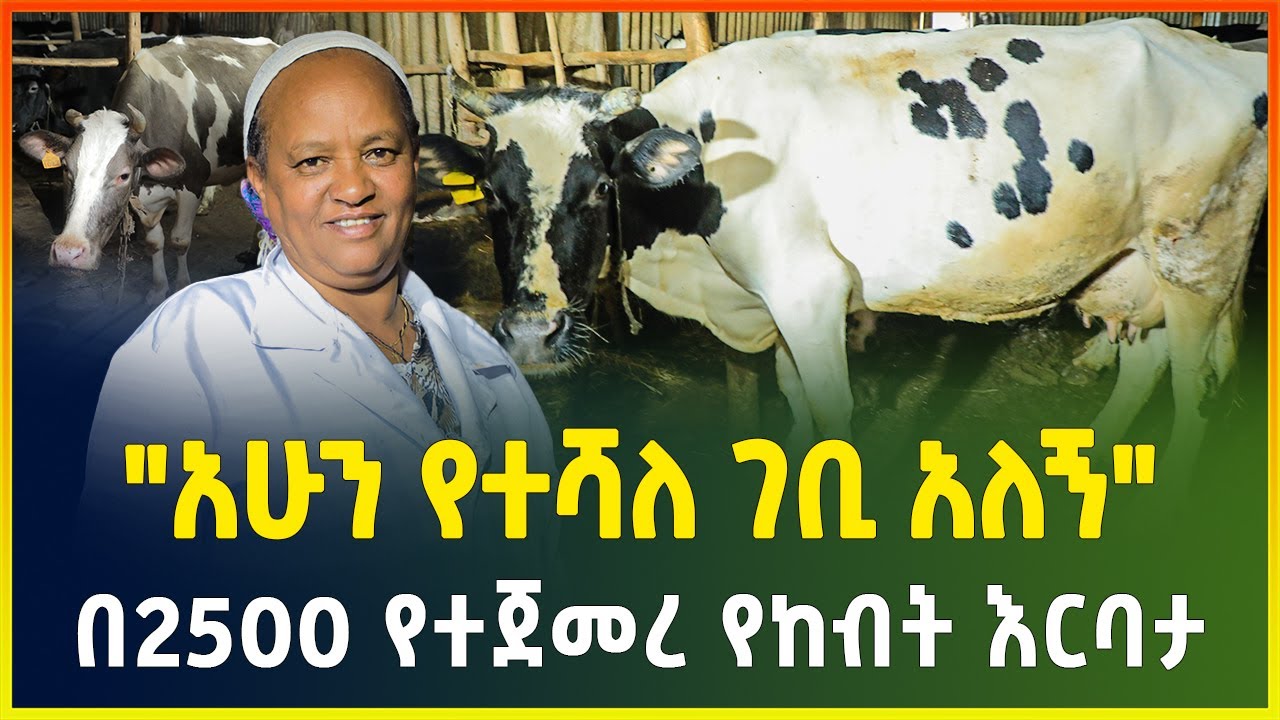በ2500 የተጀመረ የከብት እርባታ ! | 