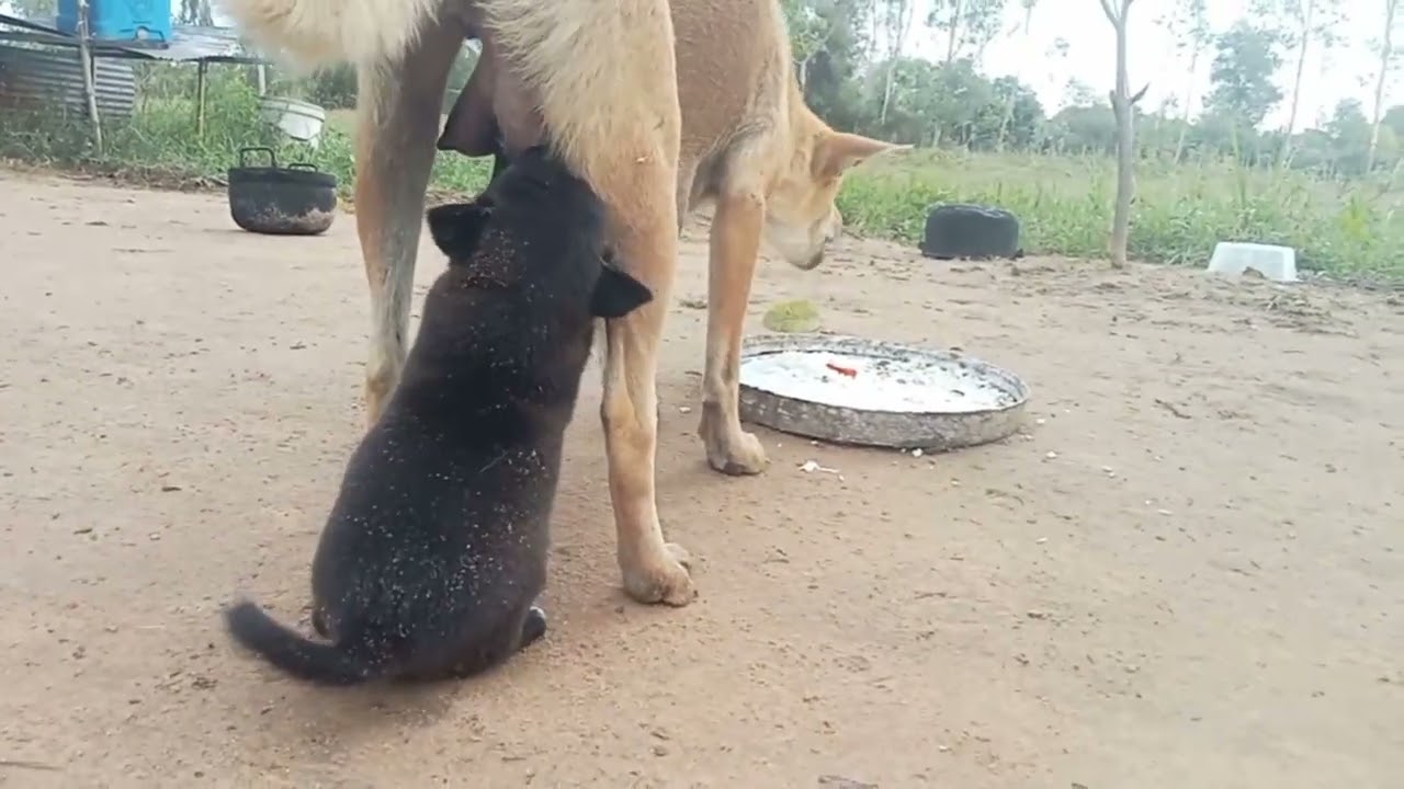 Funny baby dog😍