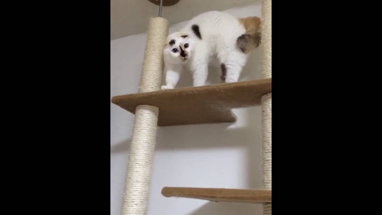 異様な声で喋りだす猫