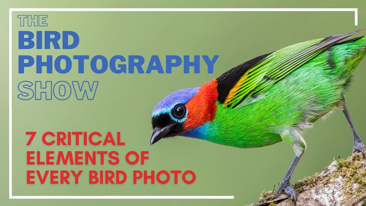 7 CRITICAL Elements of EVERY Bird Photo! | What about using Flash?