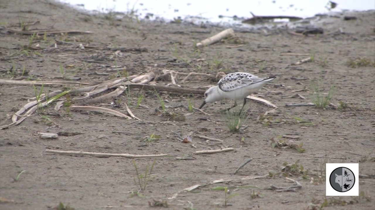 Bécasseau sanderling