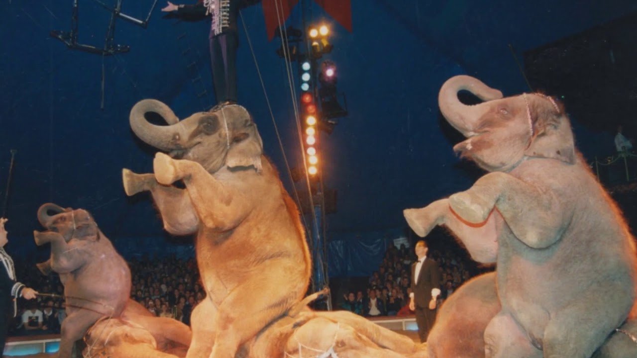 Louis Knie sen. - Circus History
