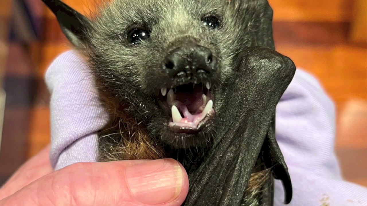 Rescuing a baby flying-fox on the ground;  this is Hubbub
