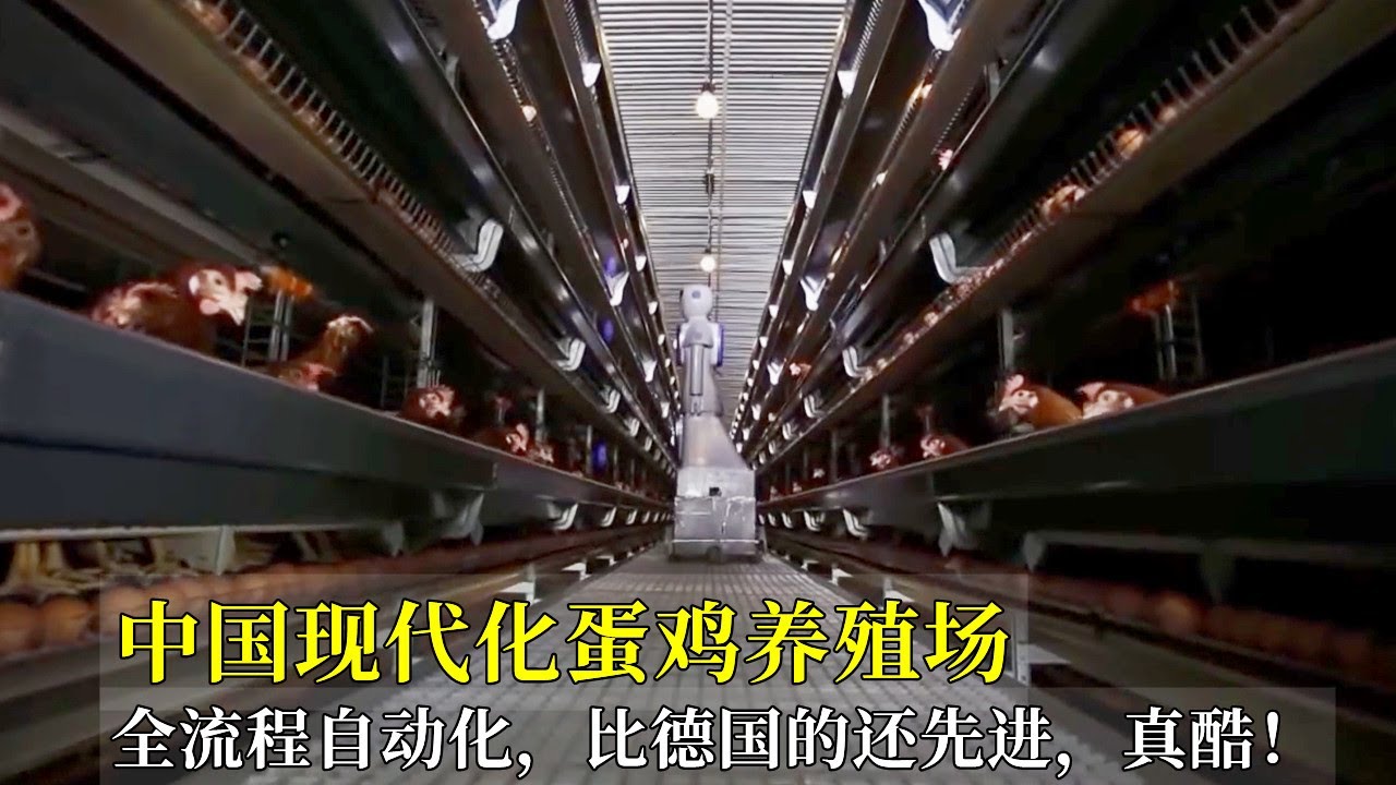 中國現代化蛋雞養殖場，全流程自動化，比德國的還先進，真酷！