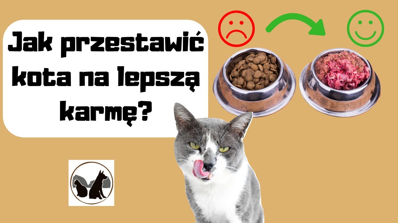 Jak przestawić kota na lepszą karmę (SKUTECZNIE)