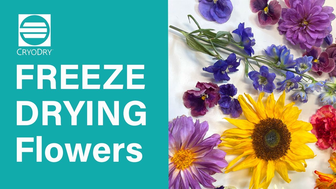Freeze Drying Flowers with CD8 Freeze Dryer #flowerpreservation
