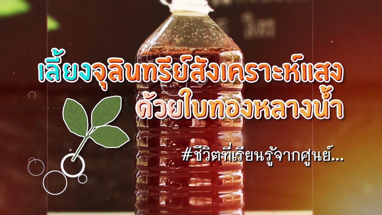 ชีวิตที่เรียนรู้จากศูนย์ EP.8 เลี้ยงจุลินทรีย์สังเคราะห์แสงด้วยใบทองหลางน้ำ