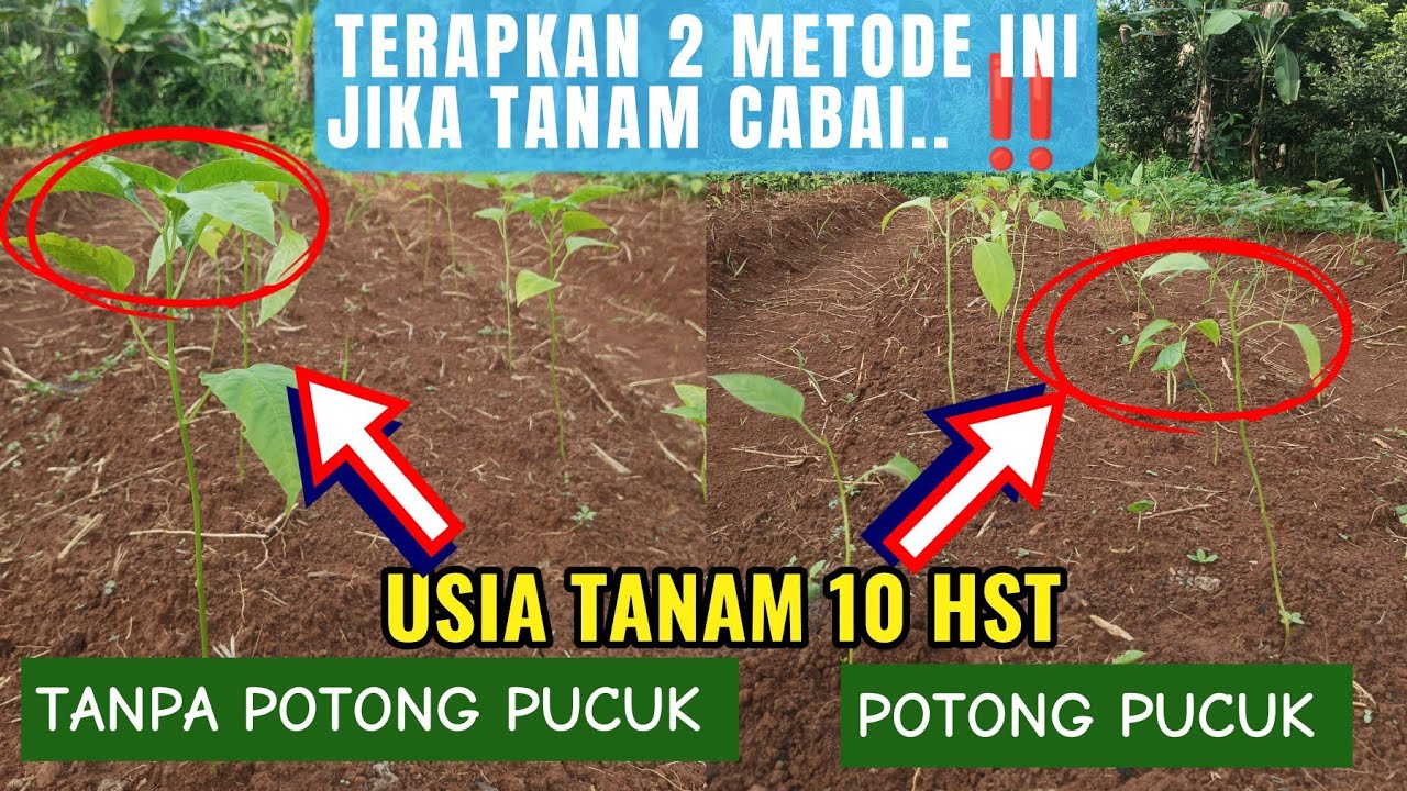 TANAM CABAI TERAPKAN 2 METODE INI‼️ POTONG PUCUK‼️TANPA POTONG PUCUK‼️#tanam #tanaman #cabai #subur 
