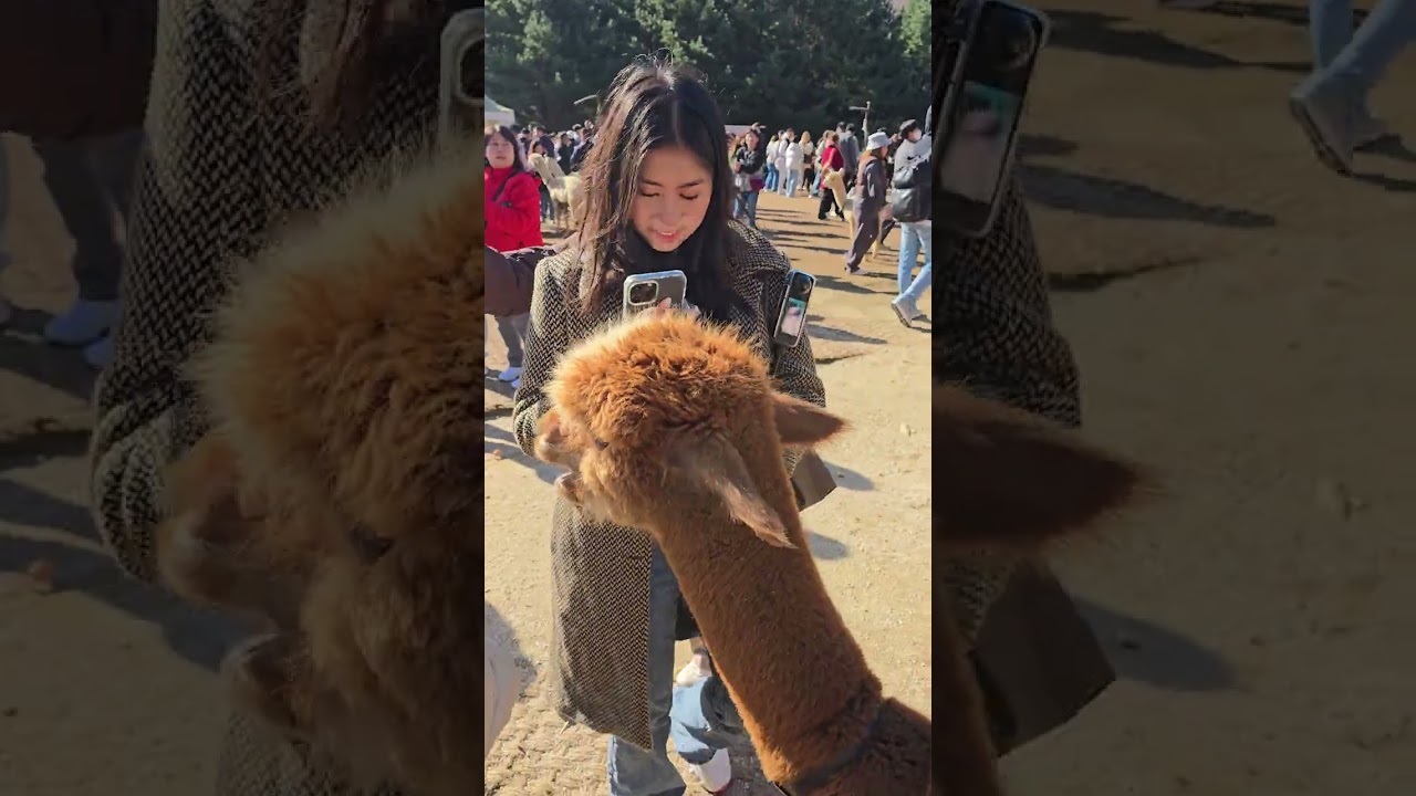 Korea Alpaca 2025