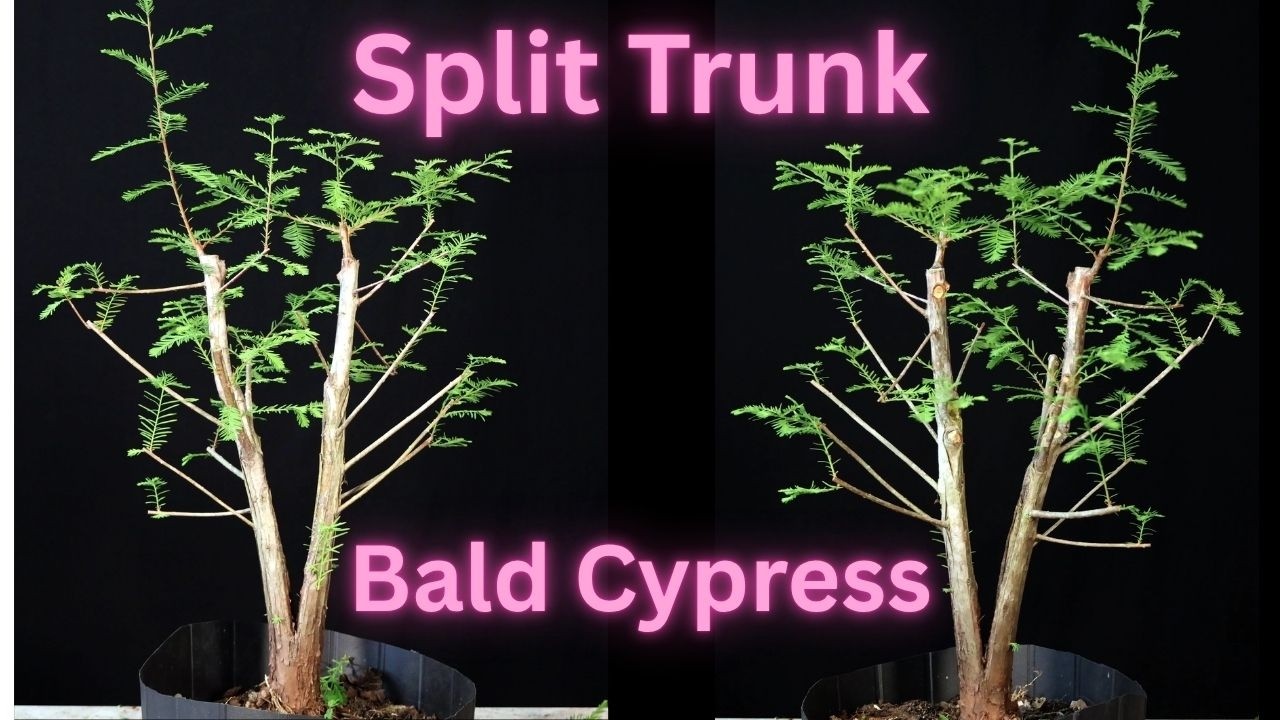 Bald Cypress Repotted Split Trunk Experiment Taxodium distichum