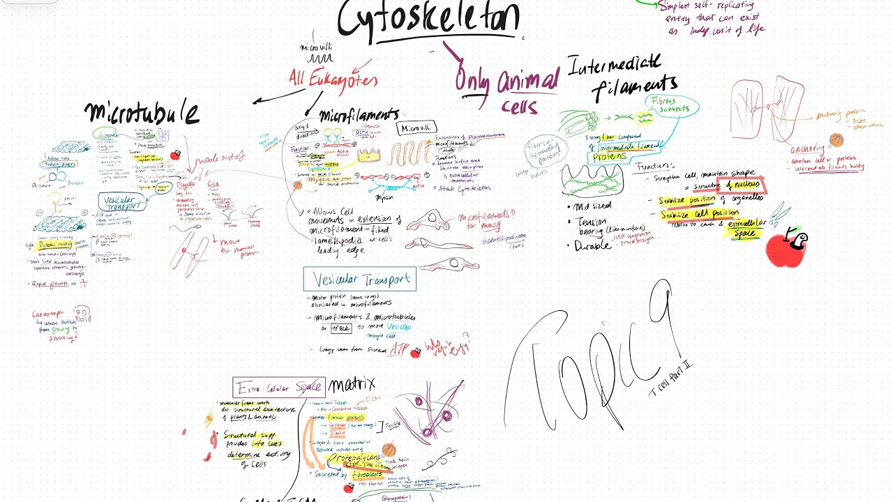 Cellular Biology, Topic 9, the Cell part II: extra Cytoskeleton and cellular matrix, JAC