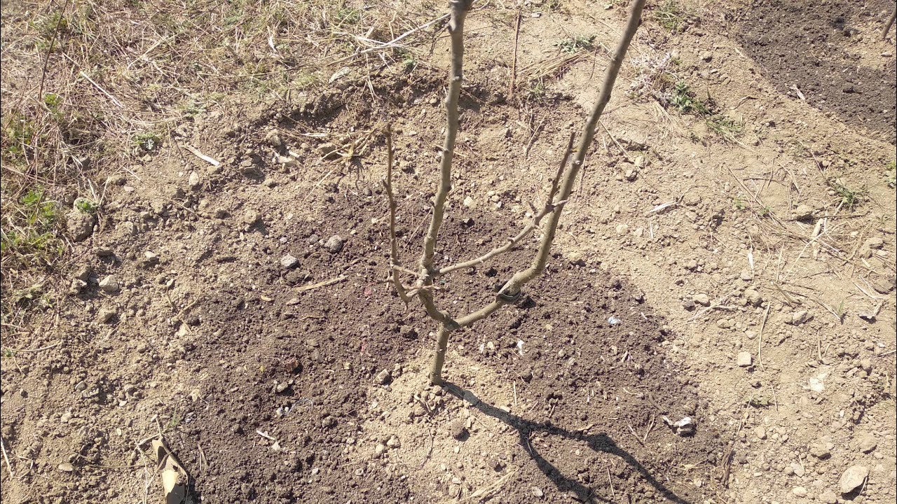 Quince Rootstock BA29C And It's Results (Hindi/Urdu)