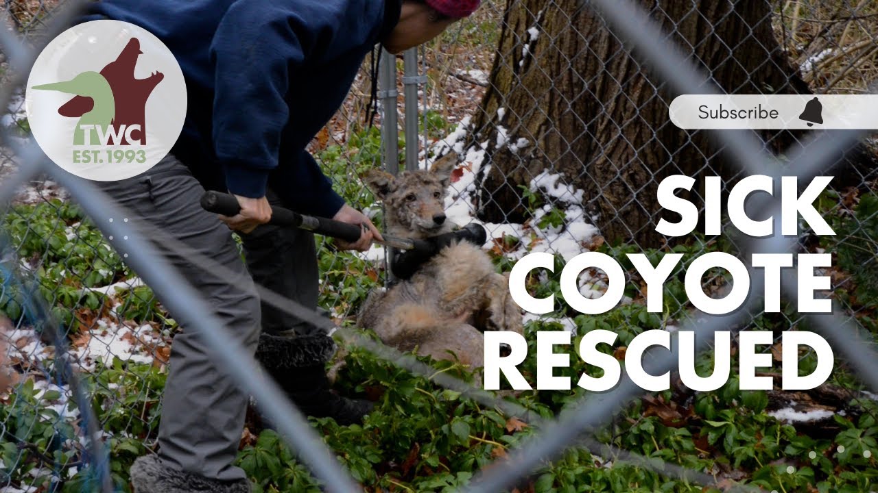 Rescue Team saves sick coyote