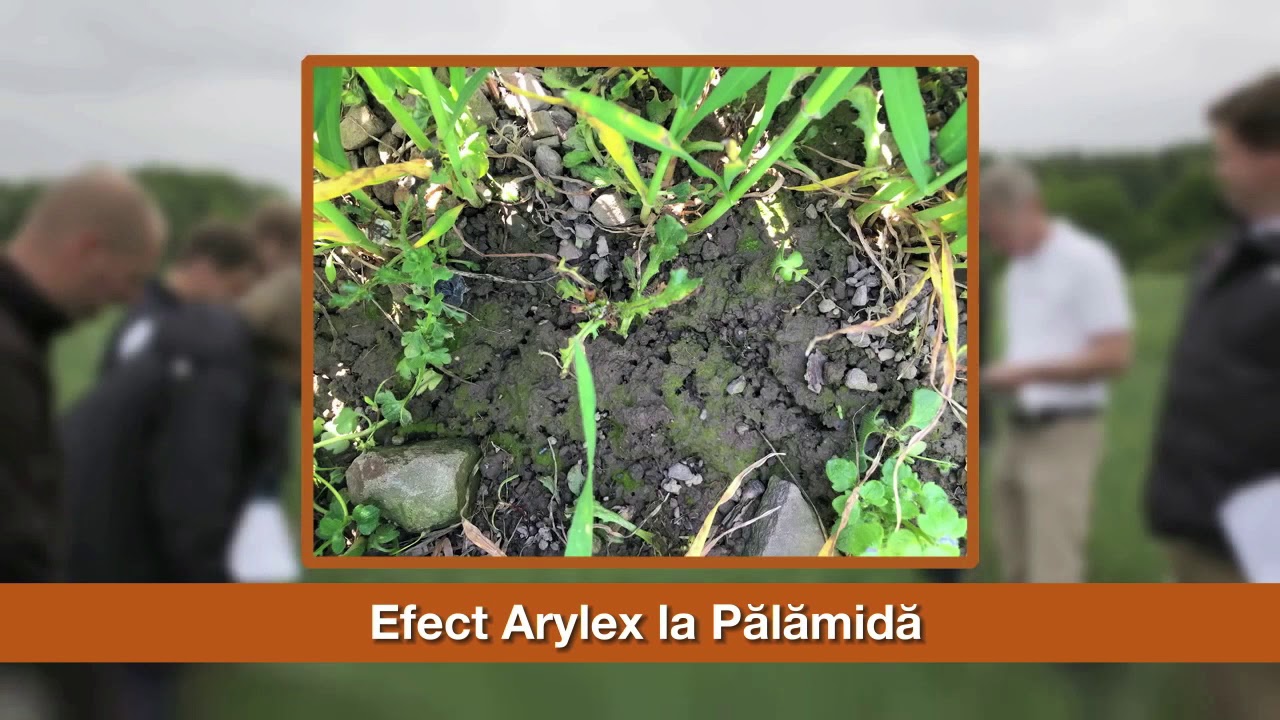 Arylex™ active - efect asupra buruienilor