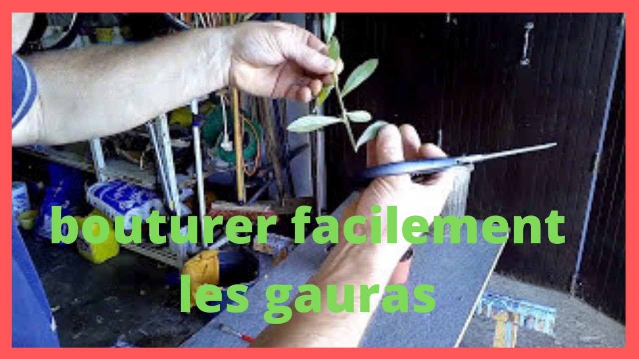 Boutures de gaura