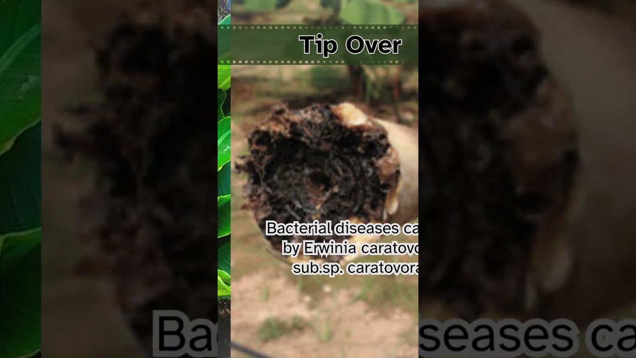 Banana Disige #upssscagta #agriculturegk #agrinolige #viral #shortsvideo #tranding #trand #ASV