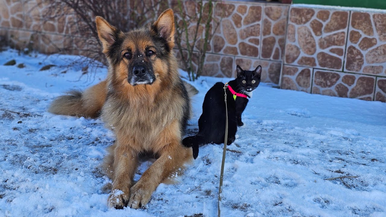 KOTEK PIERWSZY RAZ WIDZI ŚNIEG - Majster Ares podaje trytytki