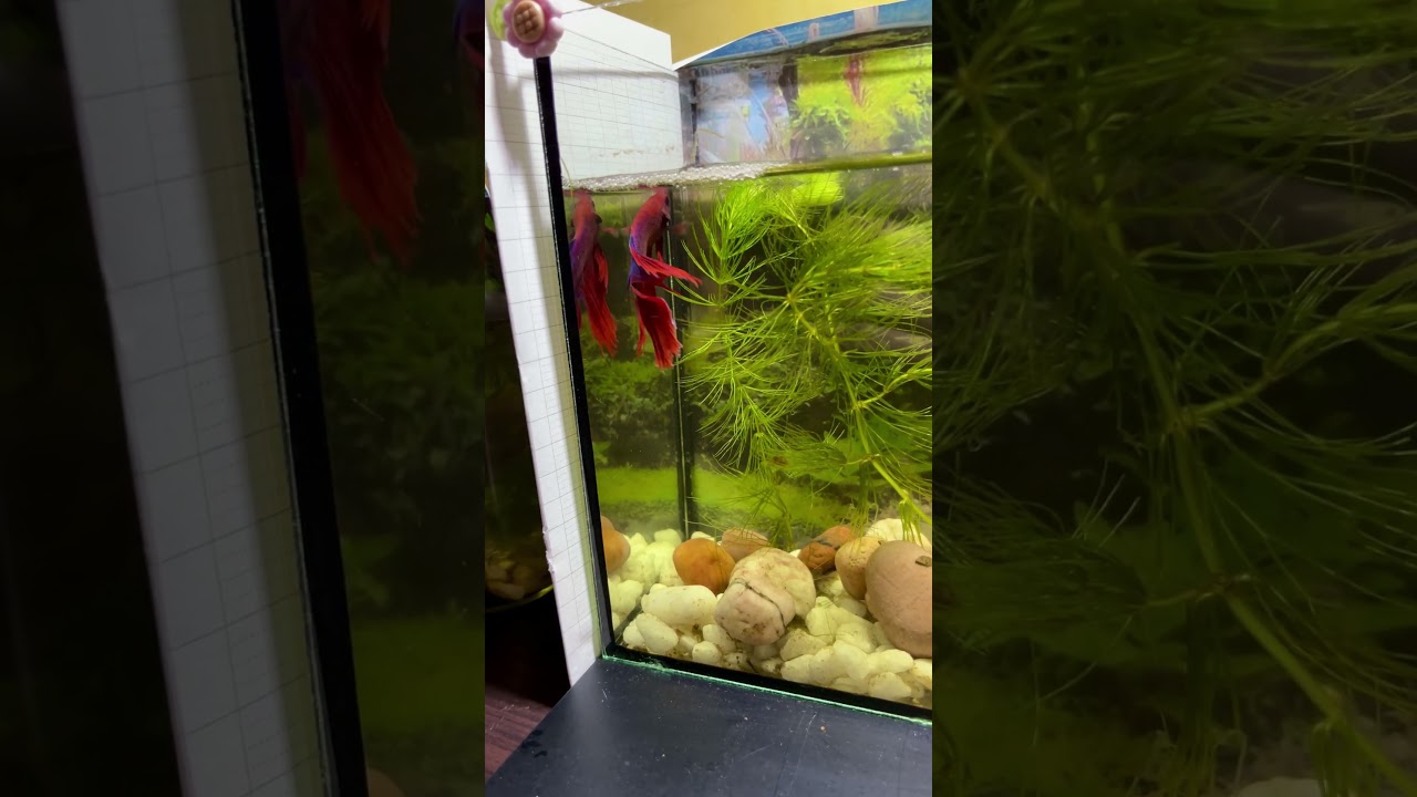 This is a betta fish in tank  #explore168 #aquarium #viral #shorts  #aquariumfish