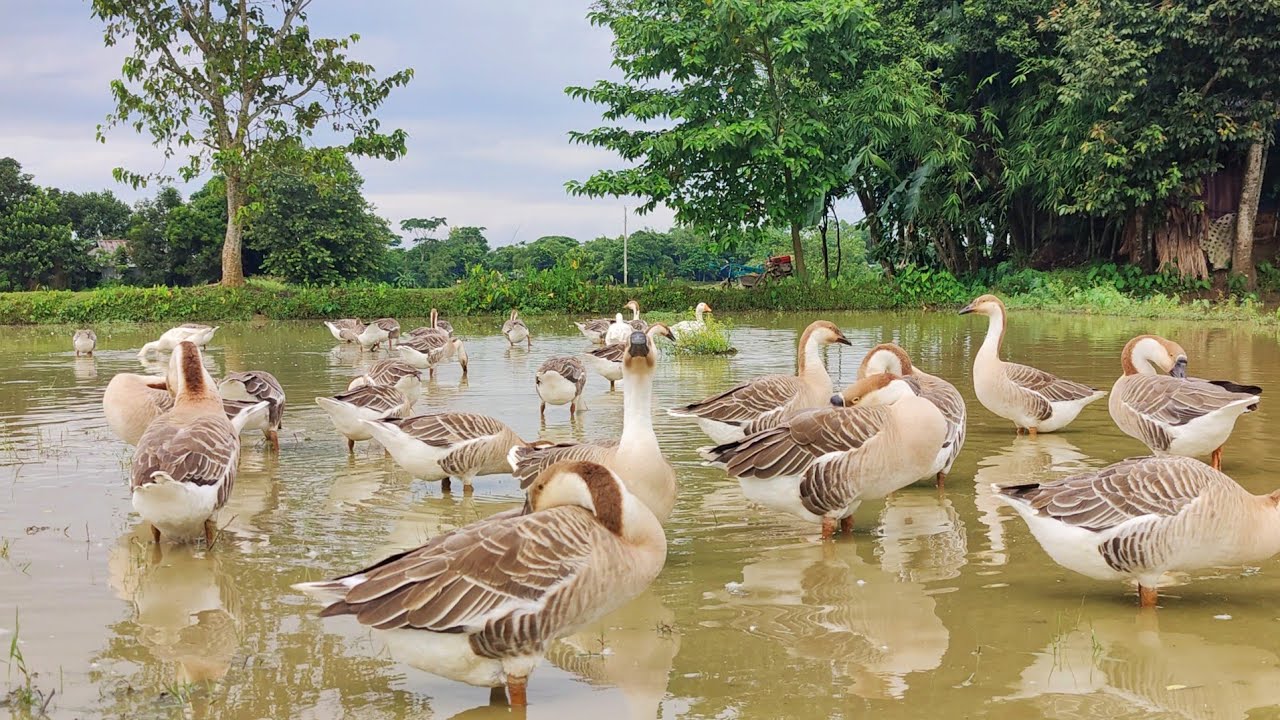 What a beautiful king duck