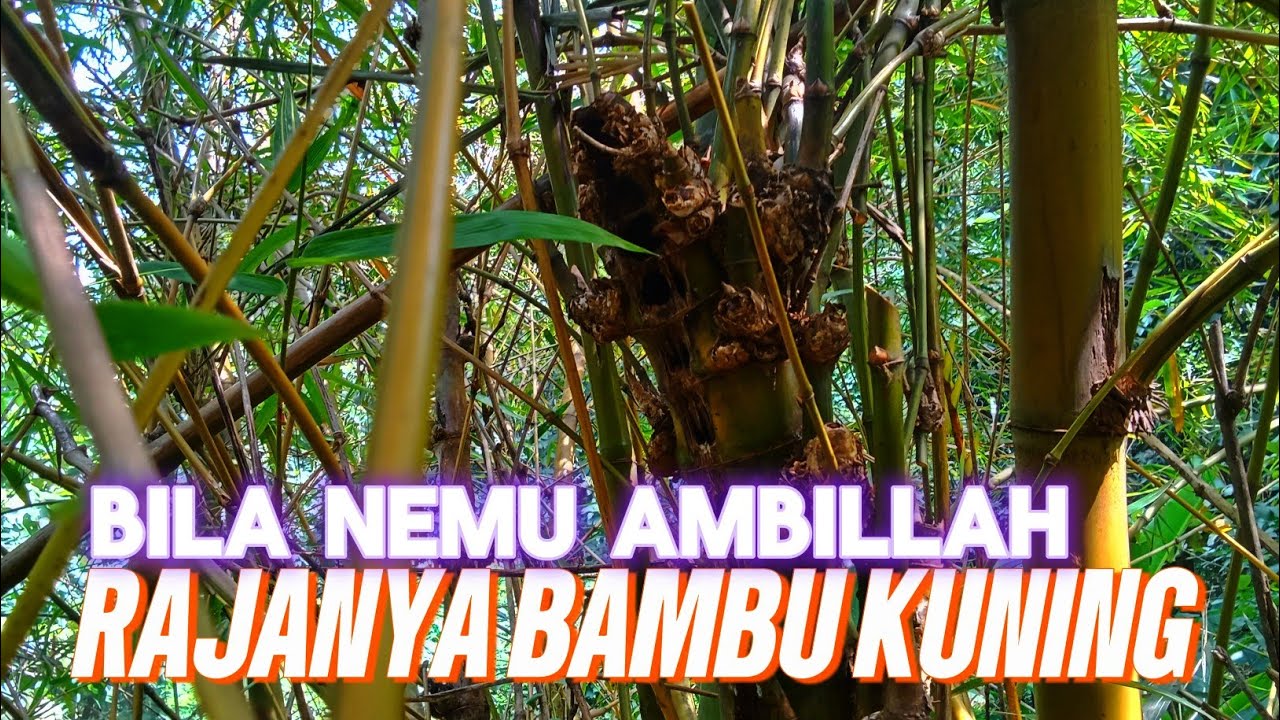 BILA NEMU ‼️ BAMBU UNIK DI RUMPUN BAMBU KUNING ❗MAKA AMBILLAH ‼️