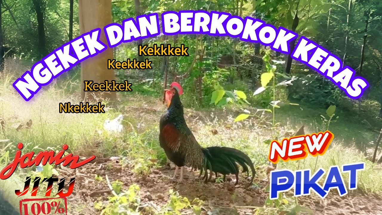 NGEKEK DAN BERKOKOK KERAS || SUARA PIKAT AYAM HUTAN HIJAU (Gallus varius) ~ Masteng nex
