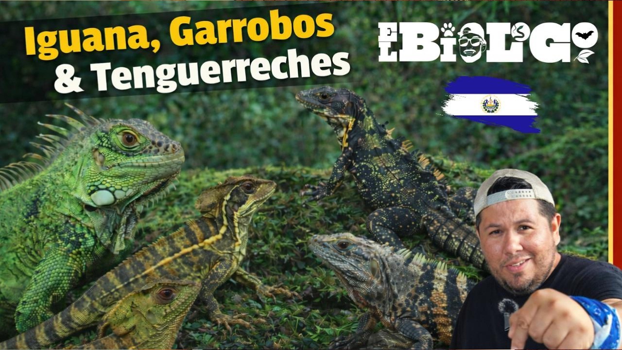 Iguana, Garrobos y Tenguereches de El Salvador 🇸🇻 &iquest;Son lo mismo o no?