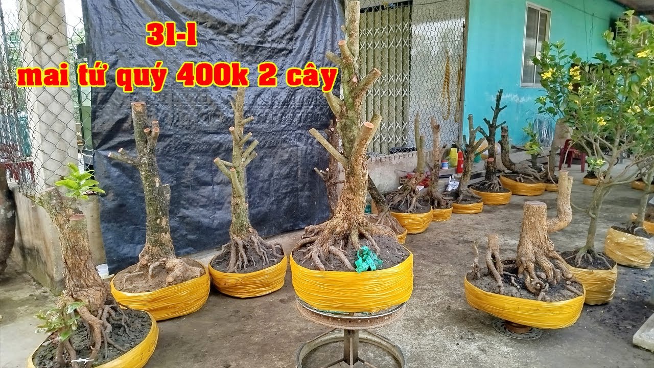 Phôi Mai Tứ Qúy Giá Bình Dân 0816653538 Tí  | Tứ Qúy Miệt Vườn
