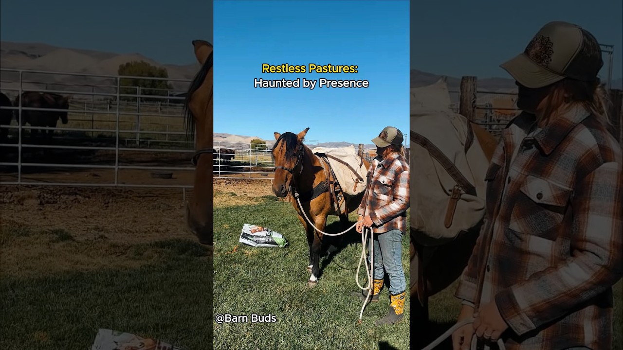 Horses Are Afraid of Existing.#horse #desensitization #farm #farmer #funny #horses #farming