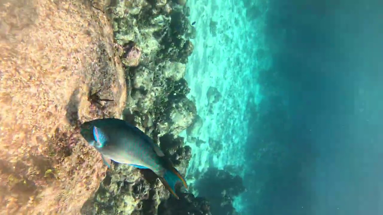 Some of the best snorkeling is in Honduras Roatan #carnival #LoveCruises Second largest reef 