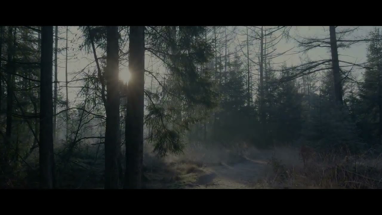 The wood for the trees