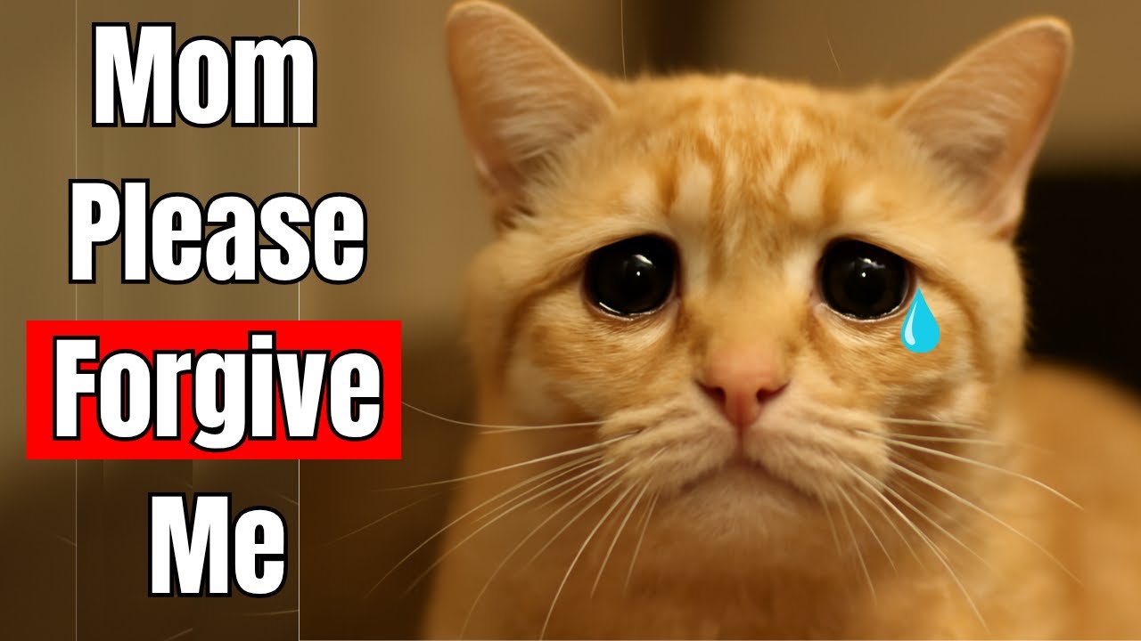 How Cats Secretly Apologize to Humans ? The Truth Will Surprise You
