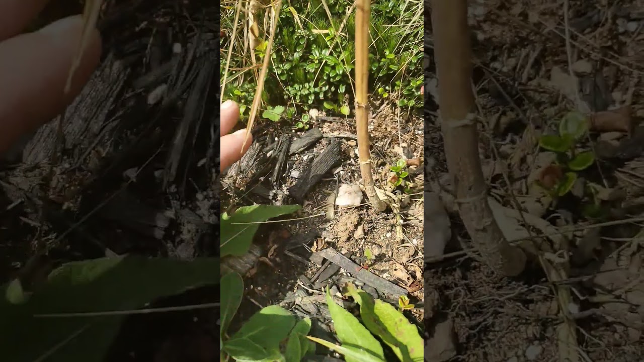 how to grow massive buds using only a crsytal #crystals #awakening #spirituality #weed