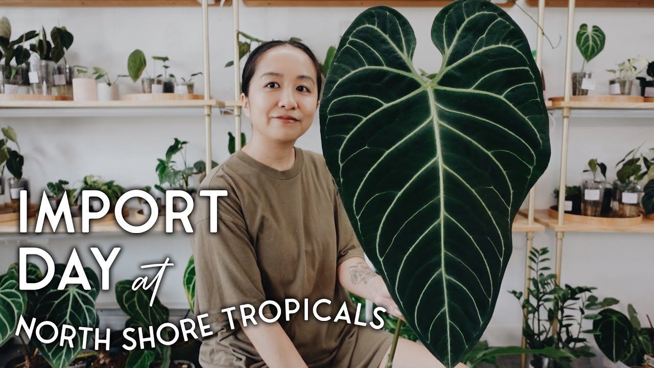 exciting plant import day at @northshoretropicals! short import Q&A + current life thoughts