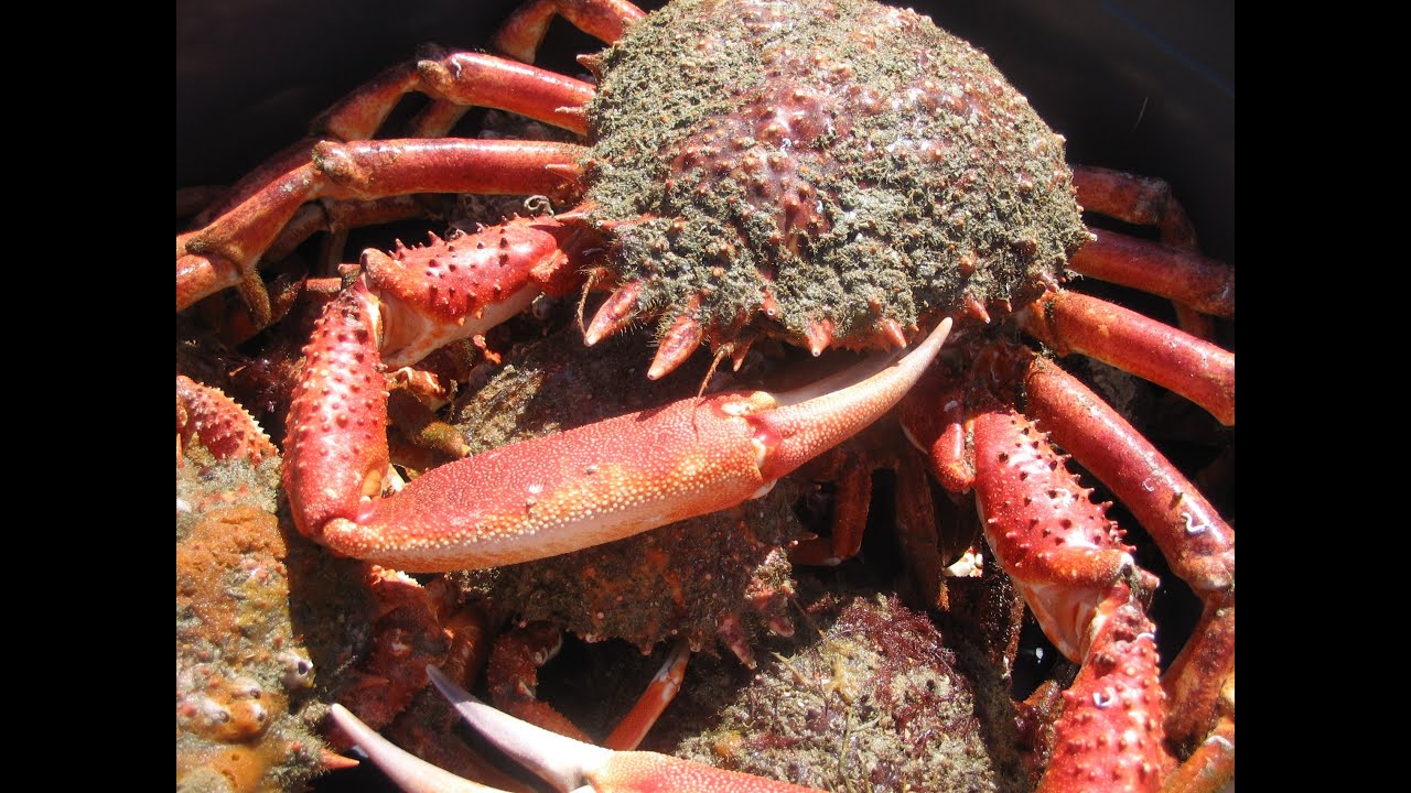 La saison des araignées - Chasse sous-marine