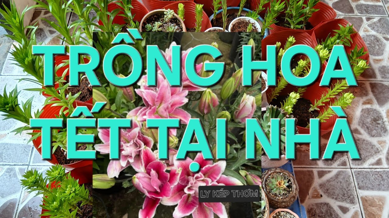 TRỒNG HOA TẾT TẠI NHÀ SIÊU DỄ SIÊU ĐẸP, HOA LY, HOA HUỆ, HOA DƠN, SEN ĐÁ 2026