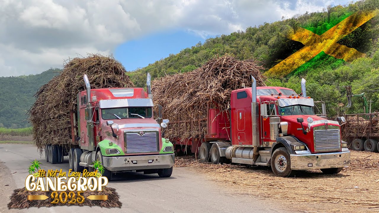 1 Balla Shaun In Action | Jamaica Cane Truckers | Worthy Park Estate | Cane Crop 2025 | Semitrucks 