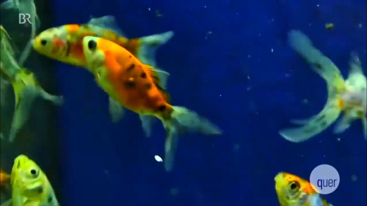Goldfische verdrängen Amphibien aus heimischen Gewässern | BR Fernsehen