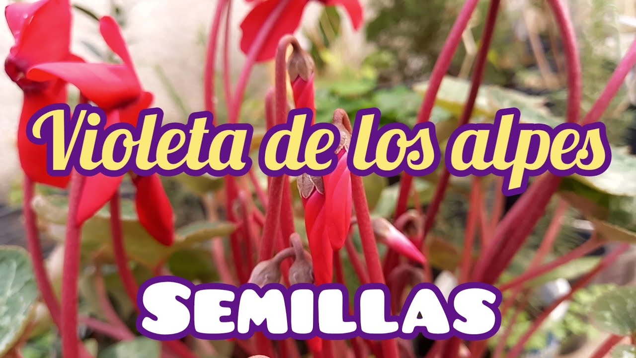 Recolectar semillas de violeta de los alpes
