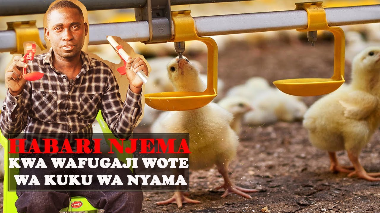 UFUGAJI WA KUKU WA NYAMA |Mfumo wa maji wa NIPPLE kwa KUKU|