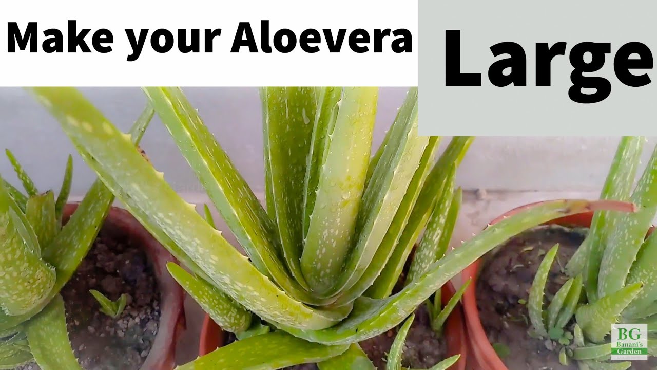 Aloe Vera Plant | How to Grow and take care | Banani's Garden
