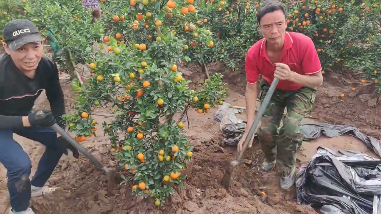 Nhộn nhịp ngày chuyển cây lên xe ô tô cho khách mua quất cảnh ngày giáp Tết,tất bật chuyển cây lên 