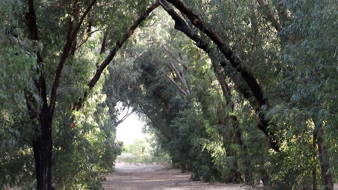 חורשת האקליפטוסים